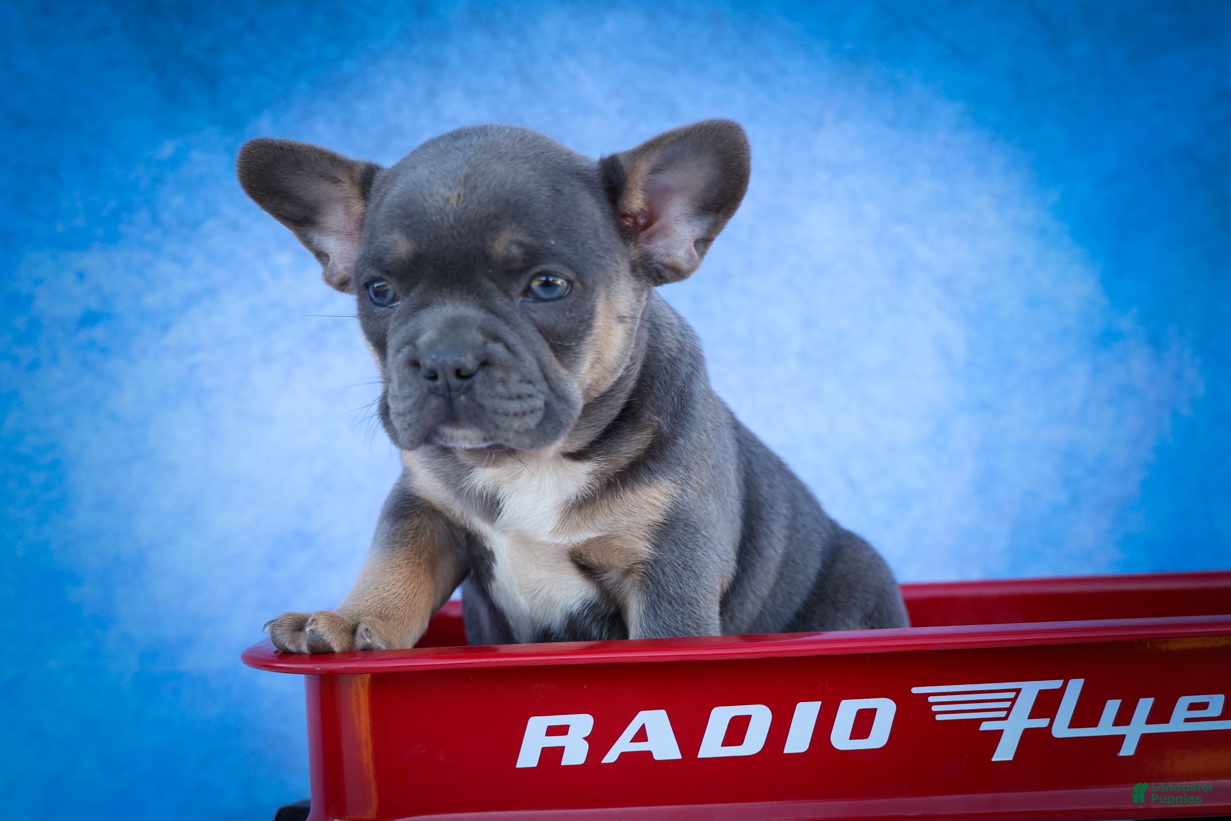 Frenchton dogs Quest - Ad 1