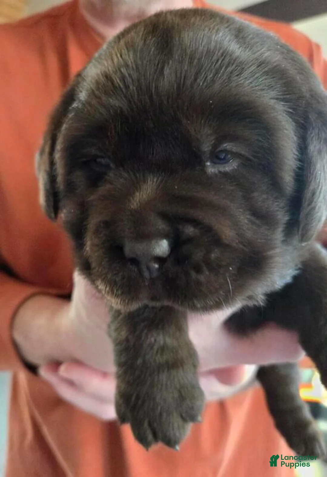 Labrador Retriever dogs for sale: Labrador Retriever Puppy 4 - Ad 1