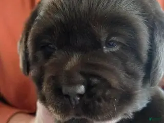 Labrador Retriever dogs Labrador Retriever Puppy 4 - Ad 12