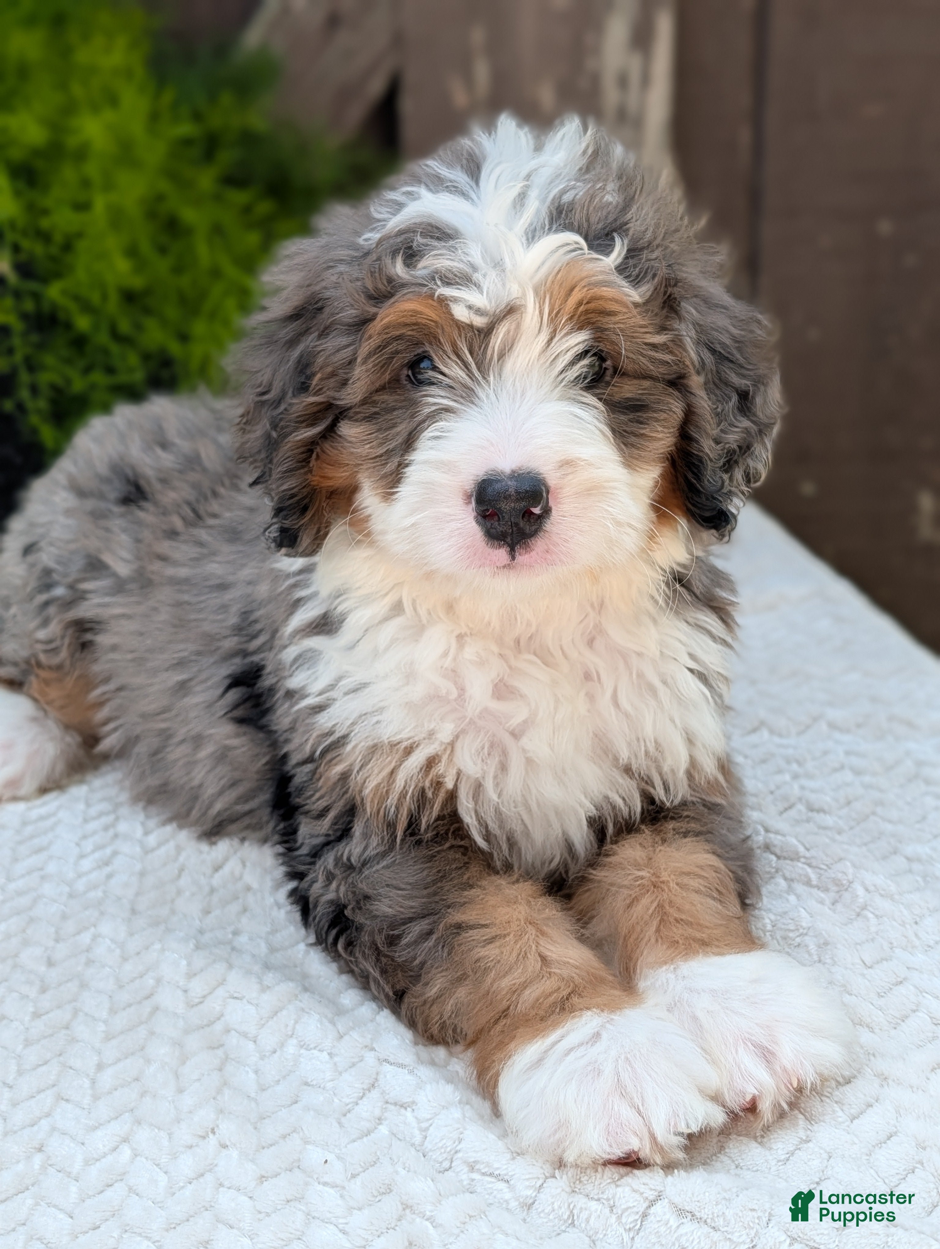 Mini Bernedoodle dogs Mini Banks  - Ad 2