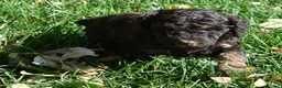 Standard Poodle dogs for sale: Standard Poodle 4 Brown Phantom - Ad 11