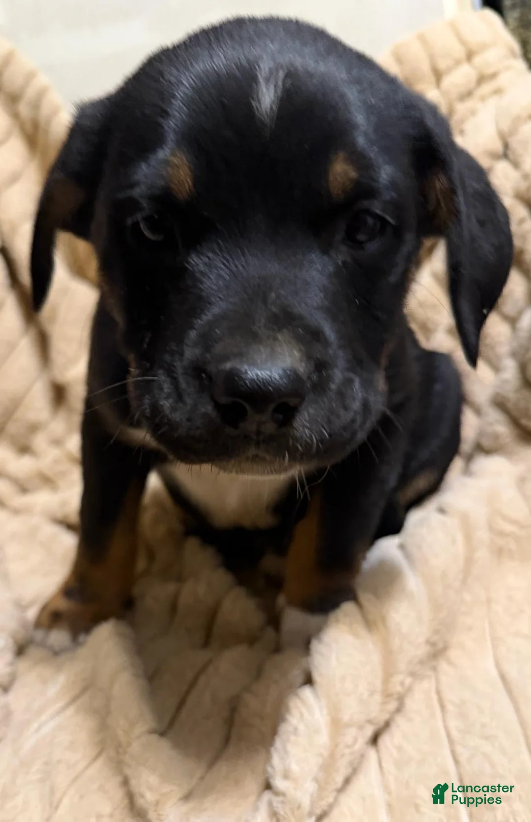 Mixed Breed dogs for sale: Baby Boy 6 - Ad 2