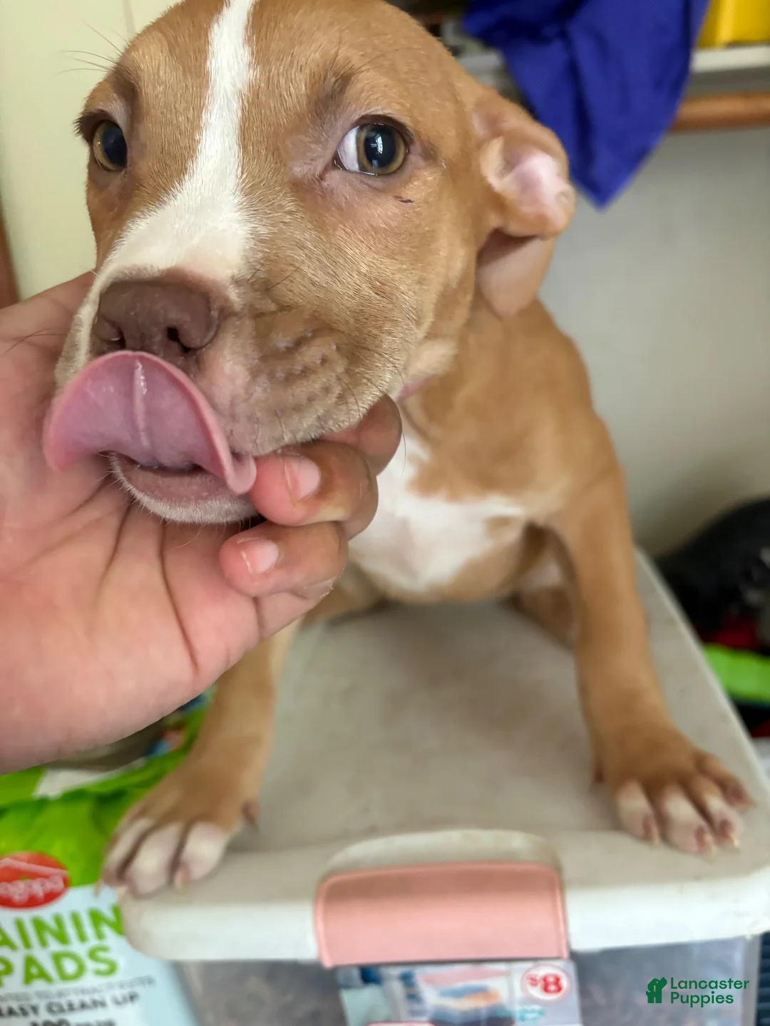 American Pit Bull Terrier dogs for sale: Misty - Ad 1