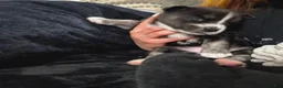 Mixed Breed dogs for sale: Mixed Breed 1 - Ad 12