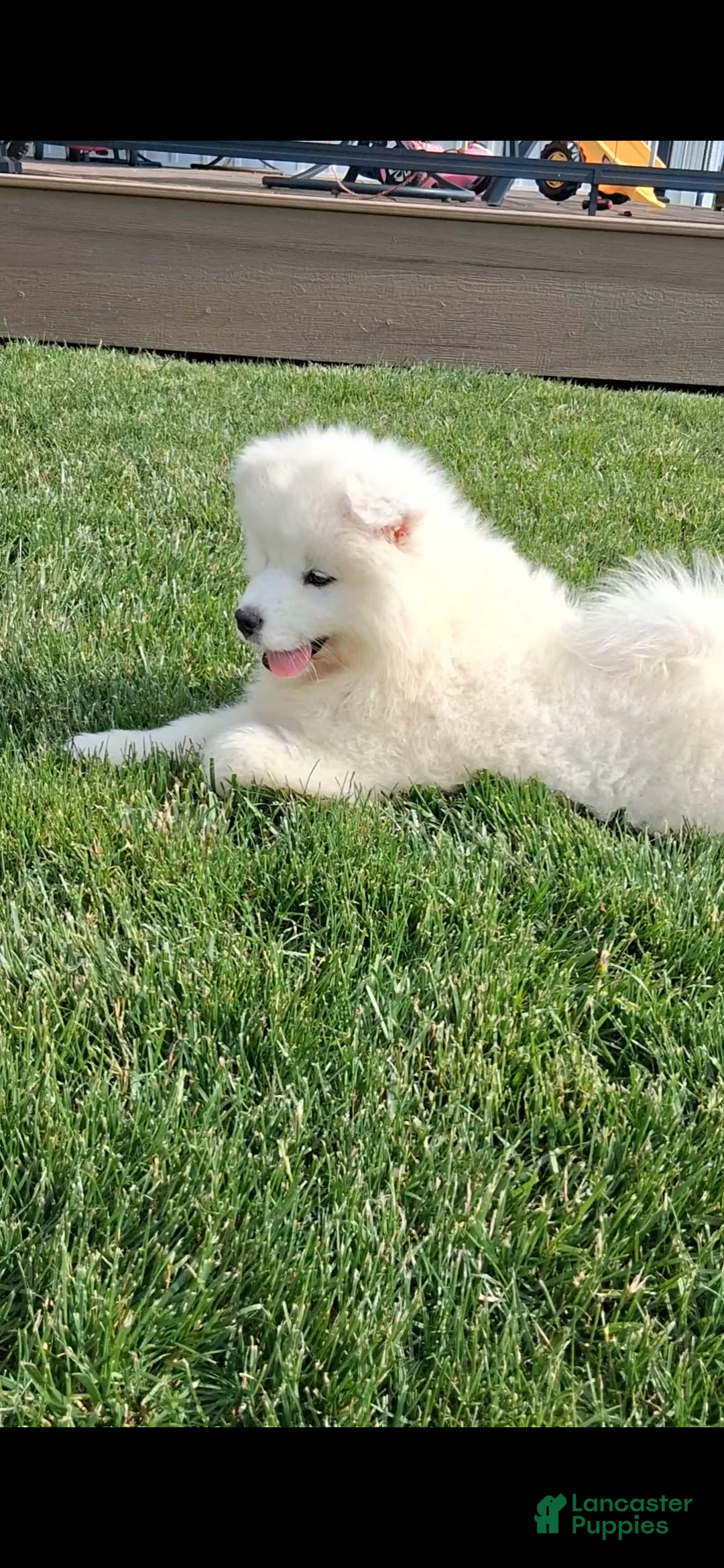 Samoyed dogs for sale: Sophia - Ad 3