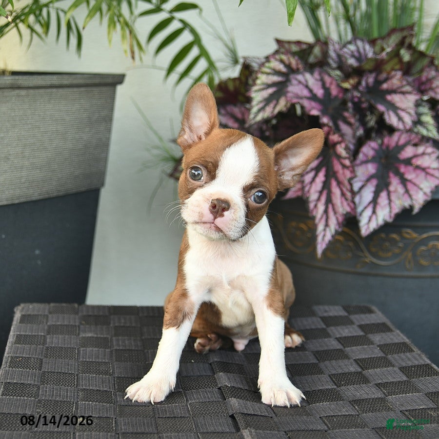 Boston Terrier dogs Waldo  - Ad 2