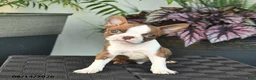 Boston Terrier dogs for sale: Waldo  - Ad 2