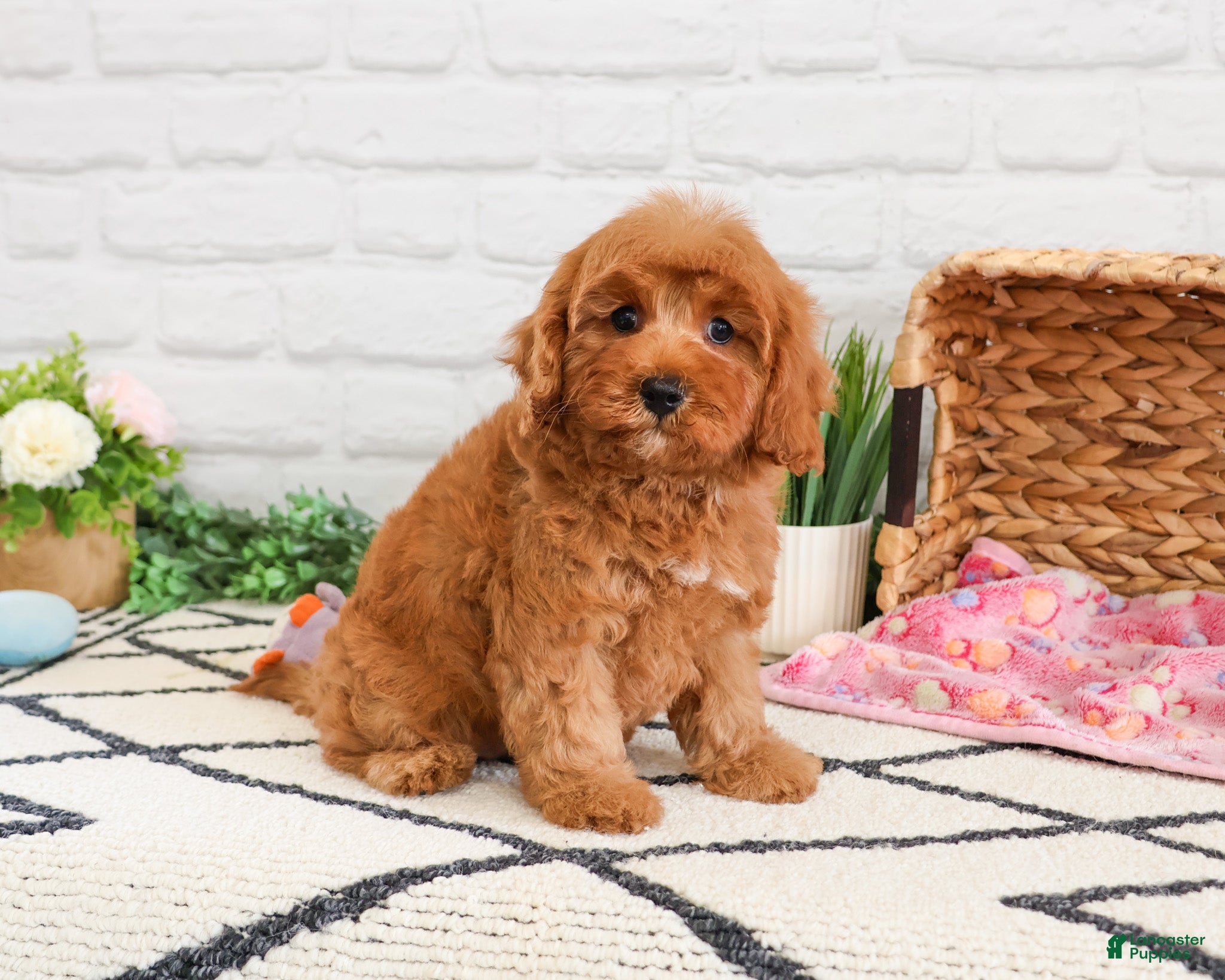 Cavapoo dogs Amore  - Ad 35