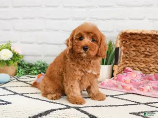 Cavapoo dogs Amore - Ad 35
