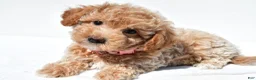 Maltipoo dogs for sale: Gabby - Ad 6
