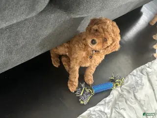 Miniature Poodle dogs Miniature Poodle Puppy 3 - Ad 39