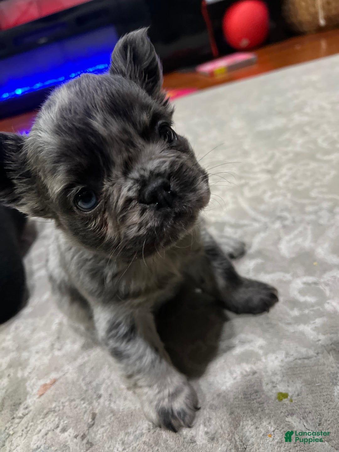 French Bulldog dogs for sale: French Bulldog Puppy 1 - Ad 4