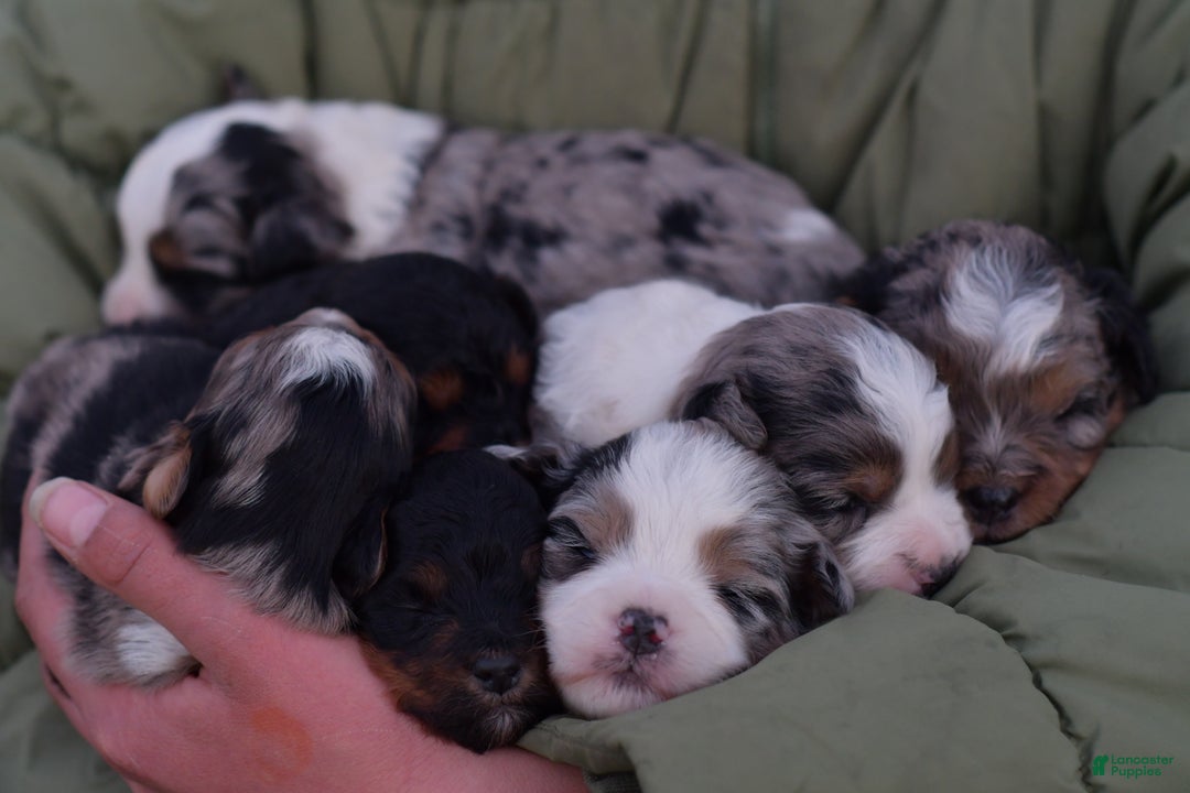 Mini Aussiedoodle dogs for sale: Cash - Ad 13
