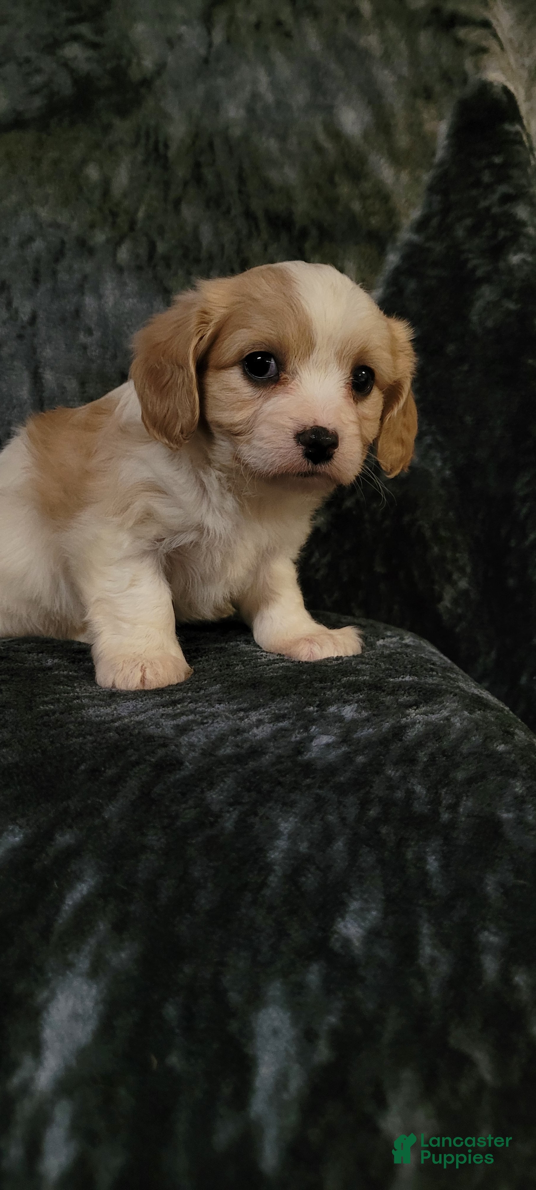 Cavachon dogs Bela  - Ad 2