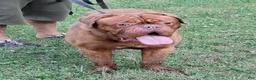 Dogue De Bordeaux dogs for sale: Dogue De Bordeaux Puppy 1 - Ad 2