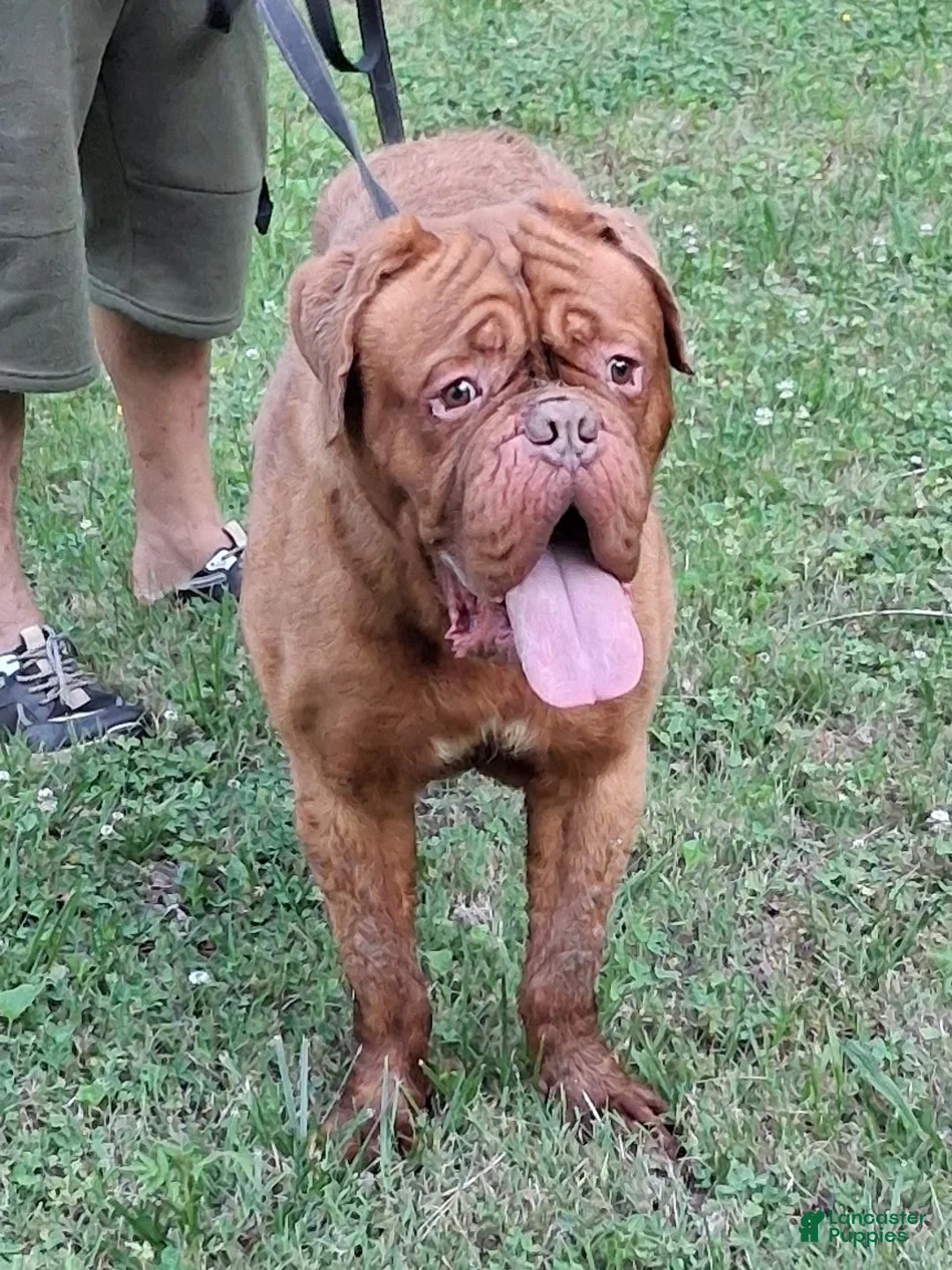Dogue De Bordeaux dogs for sale: Dogue De Bordeaux Puppy 1 - Ad 2