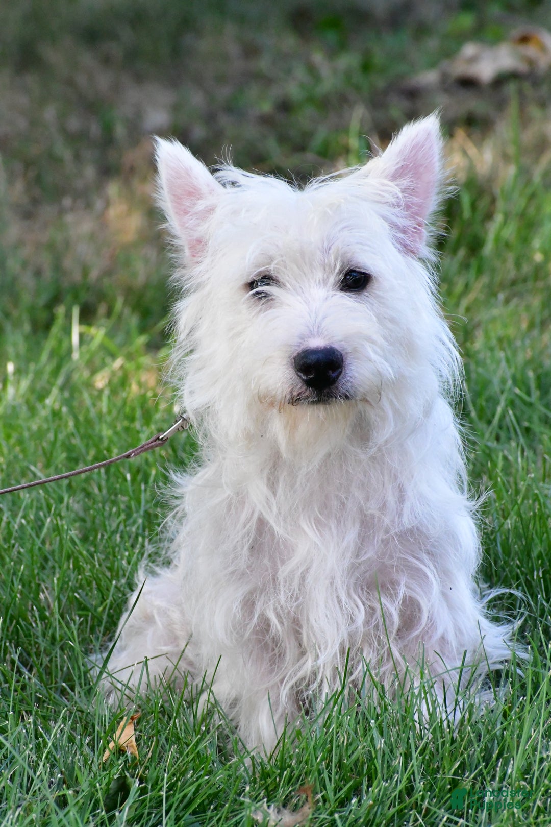 West Highland Terrier dogs for sale: Macey - Ad 9