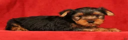 Yorkshire Terrier dogs for sale: Hank - Ad 6