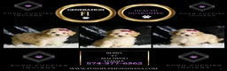 Maltipoo dogs for sale: Berry - Ad 5