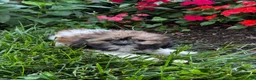 Shih Tzu dogs for sale: Sheldon - Ad 2