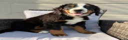 Bernese Mountain Dog dogs for sale: Pixie - Ad 5