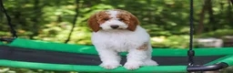 Standard Poodle dogs for sale: Blossom - Ad 24