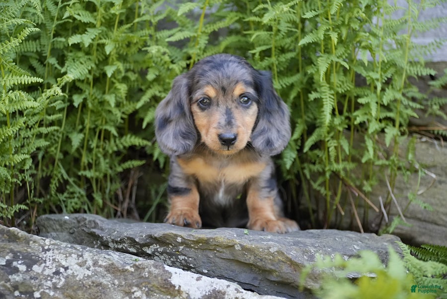 Miniature Dachshund dogs Jasper - Ad 2