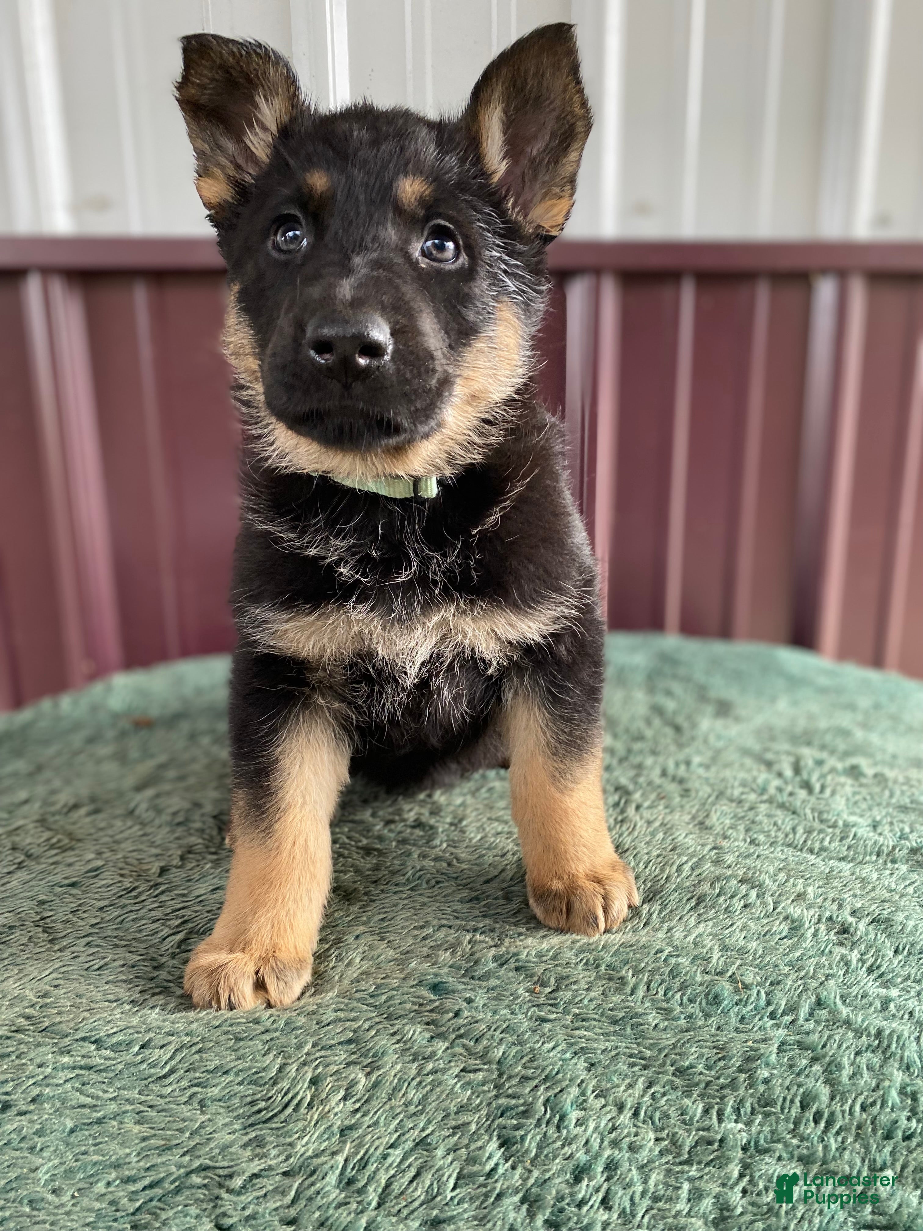German Shepherd dogs German Shepherd Puppy 6 Twila - Ad 33