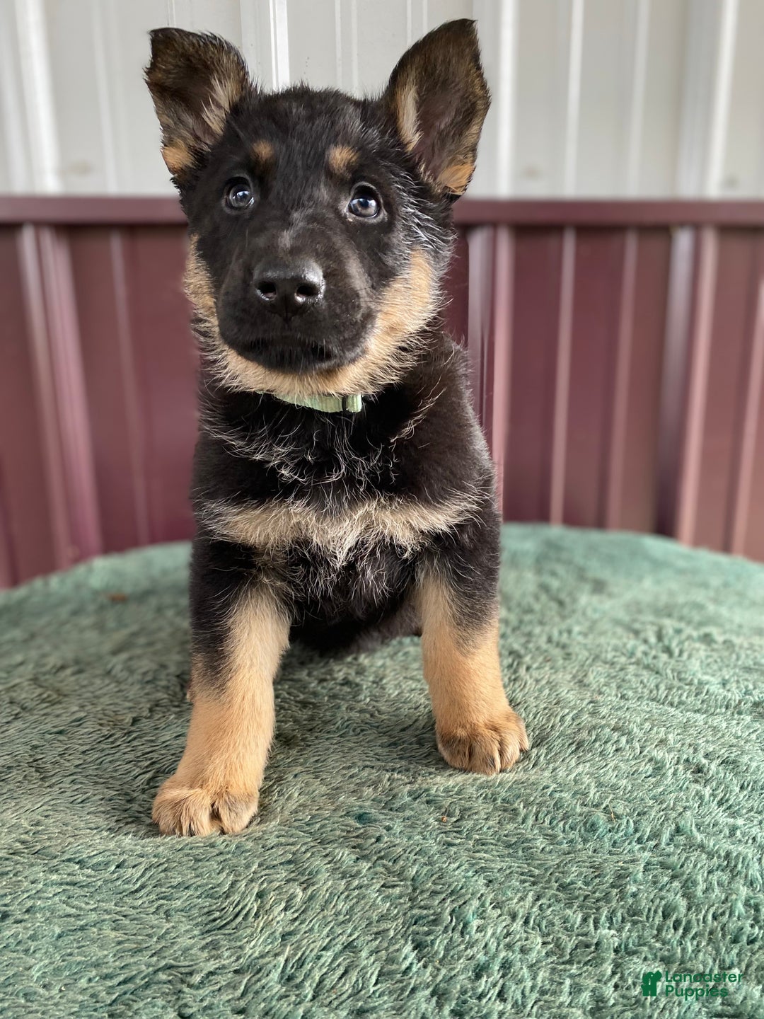 German Shepherd dogs for sale: German Shepherd Puppy 6 Twila - Ad 1