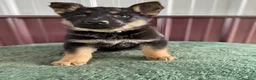 German Shepherd dogs for sale: German Shepherd Puppy 6 Twila - Ad 1