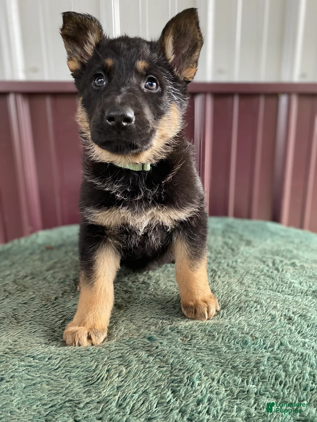 German Shepherd dogs for sale: German Shepherd Puppy 6 Twila - Ad 1
