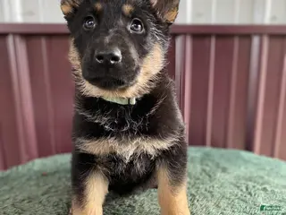 German Shepherd dogs German Shepherd Puppy 6 Twila - Ad 31
