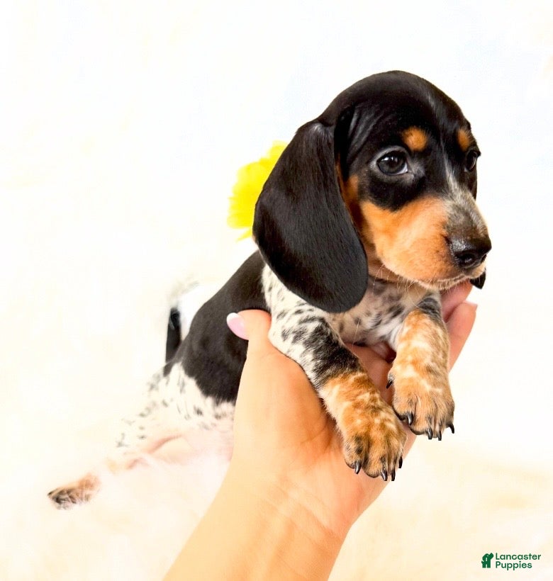 Miniature Dachshund dogs AKC Pepper - Ad 10