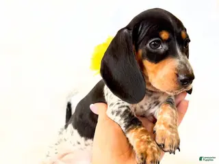 Miniature Dachshund dogs AKC Pepper - Ad 10