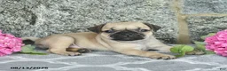 Jug dogs for sale: Kandy  - Ad 4