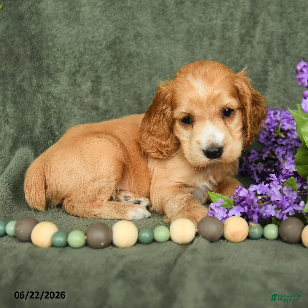 English Cocker Spaniel dogs for sale: Buddy - Ad 2