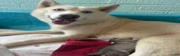 Siberian Husky dogs for sale: Cowboy - Ad 5