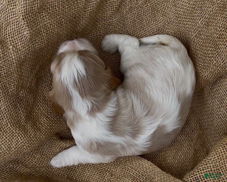 Mixed Breed dogs Maël - Ad 2