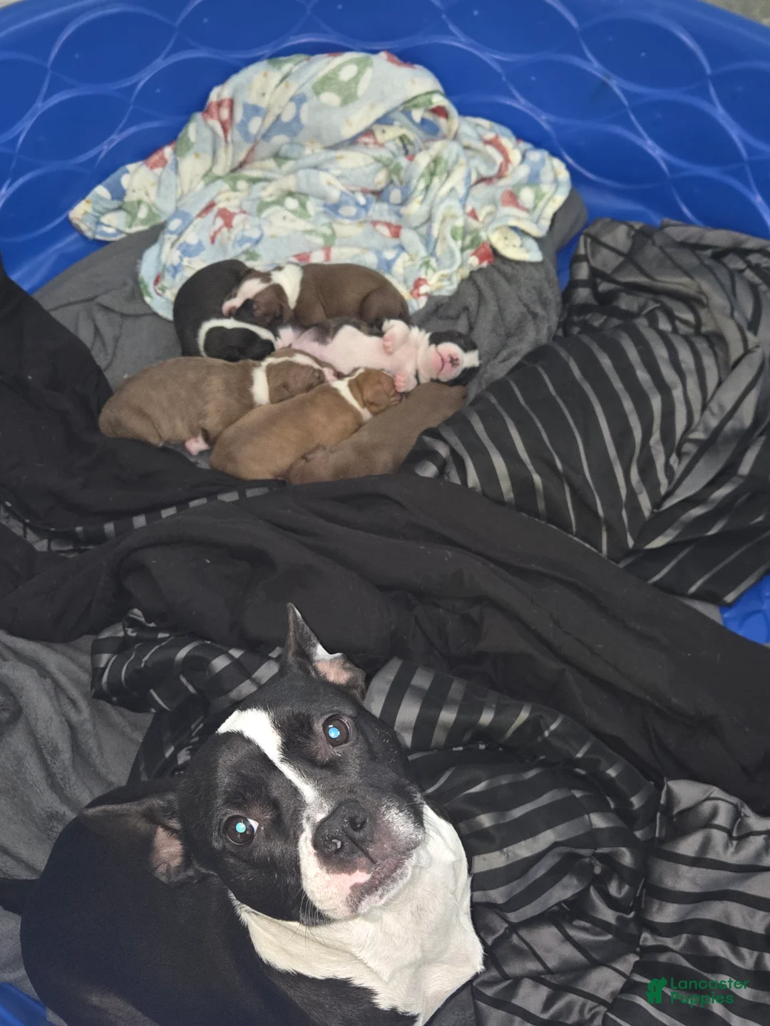American Bully dogs for sale: American Bully Puppy 1 - Ad 2