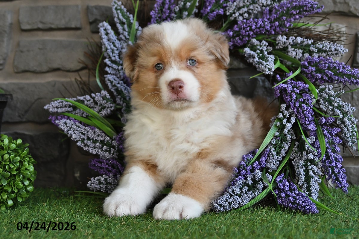 Australian Shepherd dogs Bingo - Ad 1