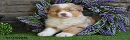 Australian Shepherd dogs for sale: Bingo - Ad 1