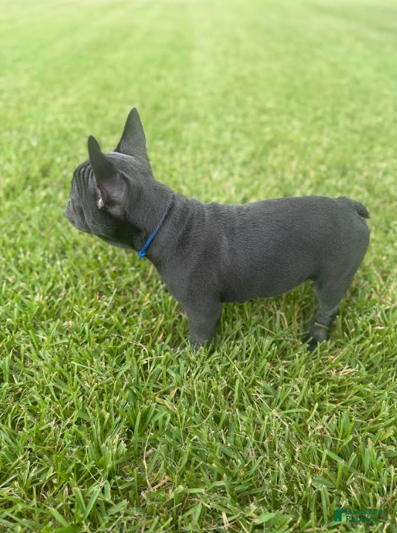 French Bulldog dogs Dark Blue Collar - Ad 1