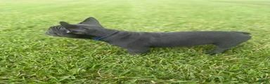 Dark Blue Collar