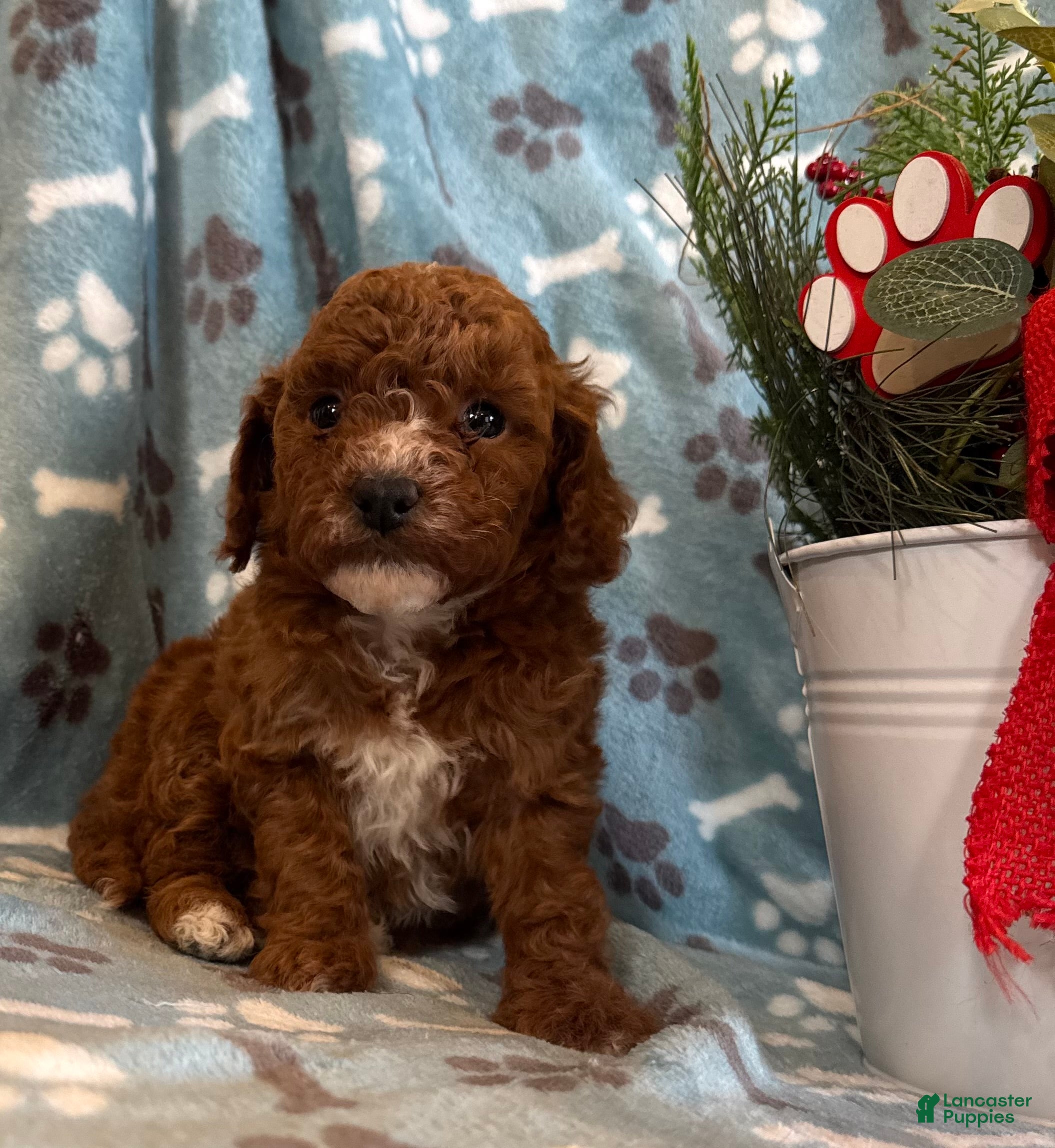 Mini Goldendoodle dogs Hailey  - Ad 33