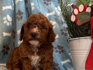 Mini Goldendoodle dogs Hailey - Ad 16