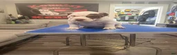 American Bully dogs for sale: lil UCE - Ad 3