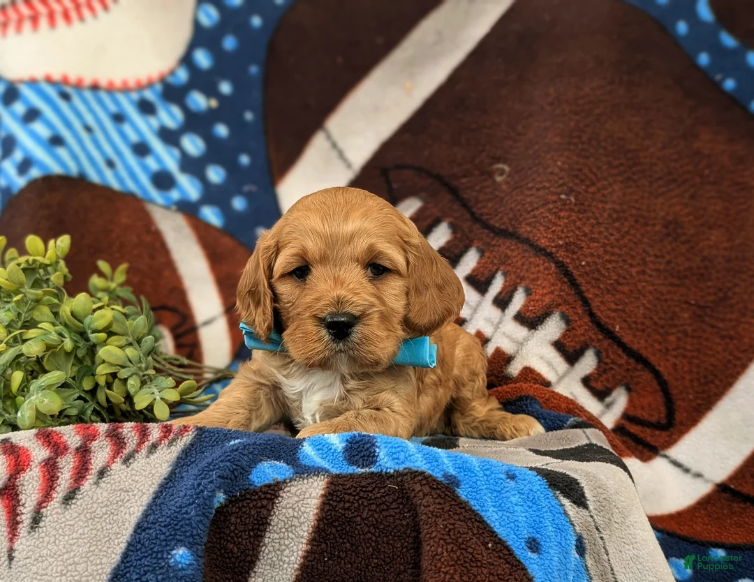 Cockapoo dogs for sale: Donegan - Ad 5