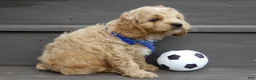 Cockapoo dogs for sale: Tux - Ad 3