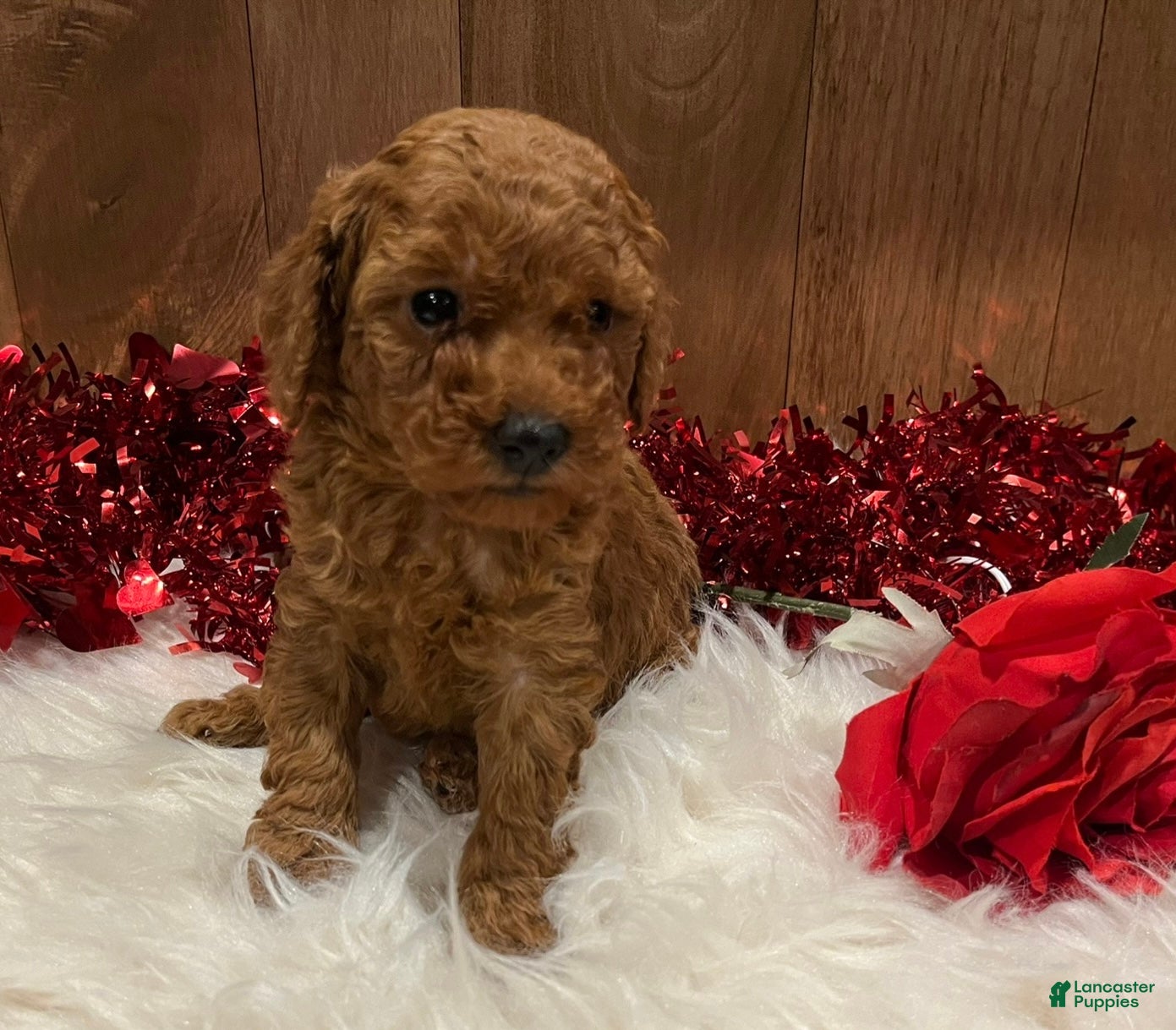 Toy Poodle dogs Toy Poodle Puppy 2 - Ad 2