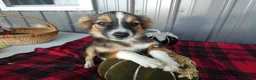 Miniature Australian Shepherd dogs for sale: Miniature Australian Shepherd 2 Micah - Ad 2
